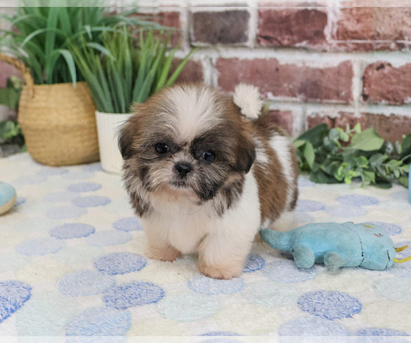 Medium Photo #2 Shih Tzu Puppy For Sale in SYRACUSE, IN, USA