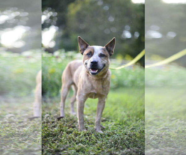 Medium Photo #5 Mutt Puppy For Sale in Garden City, NY, USA