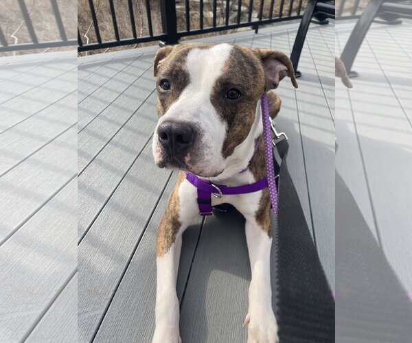 Medium Photo #8 Mutt Puppy For Sale in Crete, IL, USA