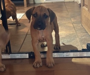 Rhodesian Ridgeback Puppy for Sale in GARRETSON, South Dakota USA