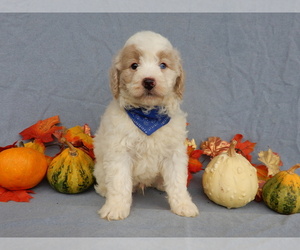 Goldendoodle (Miniature) Puppy for sale in MILLERSBURG, OH, USA