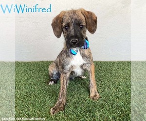 Jack Russell Terrier-Miniature Schnauzer Mix Dogs for adoption in San Diego, CA, USA