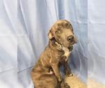 PINTO - Male Mutt Dog for Adoption - Small photo