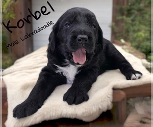 Labradoodle Puppy for sale in MILLVILLE, MN, USA