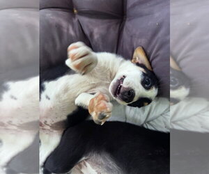 Australian Shepherd-Unknown Mix Dogs for adoption in Aurora, IN, USA