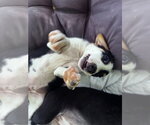 Small Australian Shepherd Mix