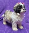 Small Photo #16 Lhasa Apso Puppy For Sale in BUFFALO, MO, USA