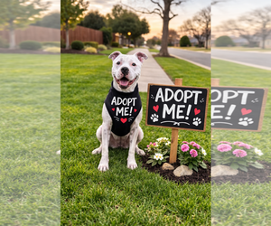 Manny (Roscoe) - Male American Bulldog-Staffordshire Bull Terrier Mix Dog for Adoption - Photo #10