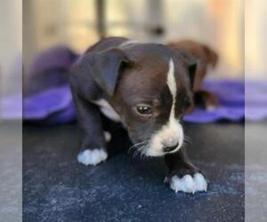 American Staffordshire Terrier-Unknown Mix Dogs for adoption in San Antonio, TX, USA