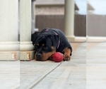 Small #33 Rottweiler