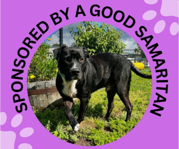 Medium Photo #3 Mutt Puppy For Sale in Santa Cruz, CA, USA