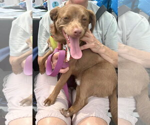 Snoop Dog - Male Chihuahua-Unknown Mix Dog for Adoption - Photo #3