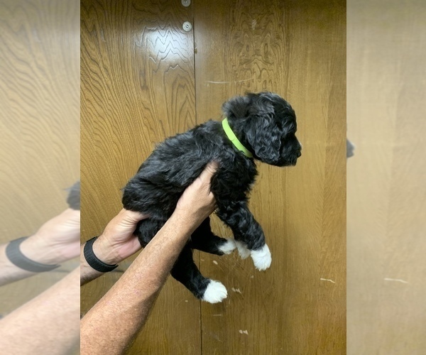 Medium Photo #3 Goldendoodle Puppy For Sale in BRKN ARW, OK, USA