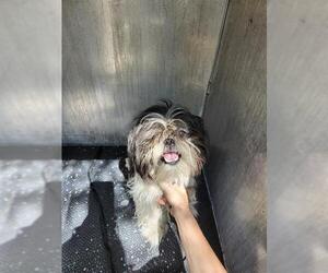 Shih Tzu-Unknown Mix Dogs for adoption in San Antonio, TX, USA