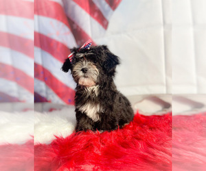 ShihPoo Puppy for sale in KINSTON, NC, USA