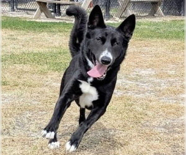 Medium Photo #2 Shollie Puppy For Sale in Houston, TX, USA