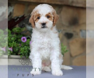 Goldendoodle (Miniature) Puppy for sale in EAST EARL, PA, USA