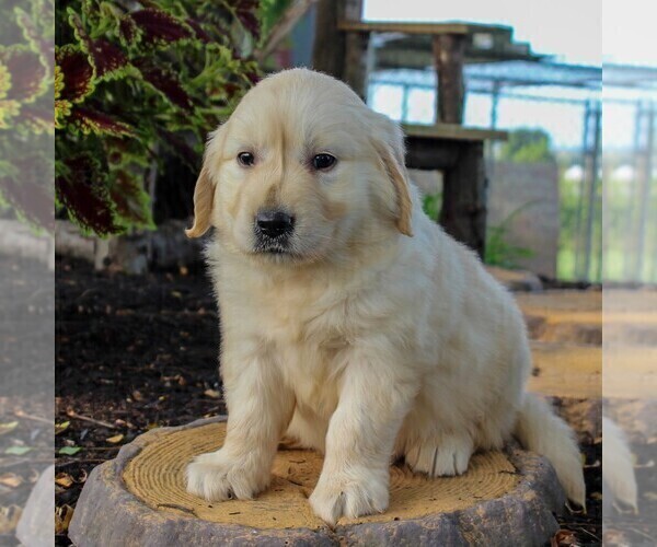 Medium Photo #4 English Cream Golden Retriever Puppy For Sale in BEARTOWN, PA, USA