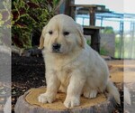 Small Photo #4 English Cream Golden Retriever Puppy For Sale in BEARTOWN, PA, USA