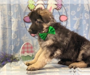 German Shepherd Dog Puppy for sale in LANCASTER, PA, USA
