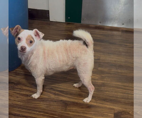 Medium Photo #2 Rat-Cha Puppy For Sale in Sistersville, WV, USA