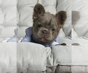 French Bulldog Puppy for sale in MC GRAW, NY, USA