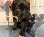 Small Photo #1 Australian Retriever Puppy For Sale in GOLDEN VALLEY, AZ, USA