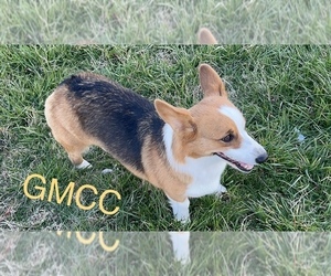 Mother of the Pembroke Welsh Corgi puppies born on 05/07/2023
