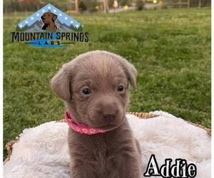 Labrador Retriever Puppy for Sale in BATESVILLE, Arkansas USA