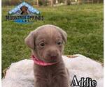 Small Photo #1 Labrador Retriever Puppy For Sale in BATESVILLE, AR, USA