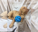 Small Photo #7 Vizsla Puppy For Sale in WARREN, OR, USA