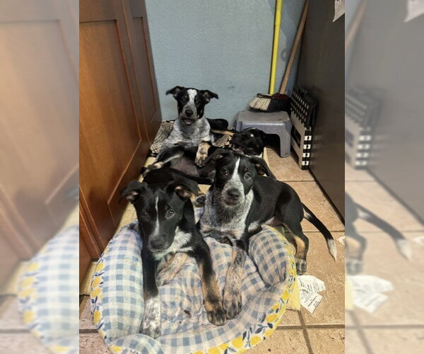 Medium Photo #5 Mutt Puppy For Sale in Sebec, ME, USA