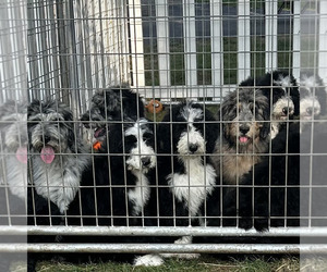 Sheepadoodle Litter for sale in SANBORN, NY, USA