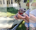 Small Photo #5 Weimaraner Puppy For Sale in ORLAND, CA, USA