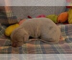 Small Photo #74 Great Dane Puppy For Sale in SPRAGGS, PA, USA