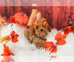 Puppy Cookie Cavapoo