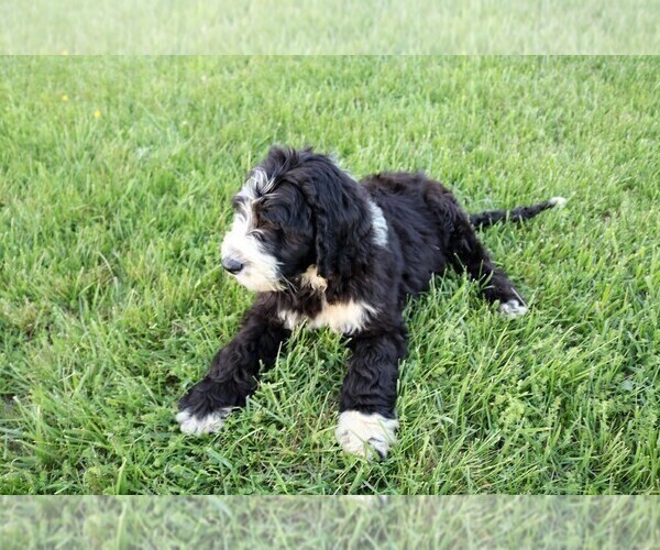 Medium Photo #13 Sheepadoodle Puppy For Sale in STANLEY, VA, USA
