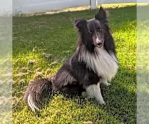 Mutt Dogs for adoption in Dublin, OH, USA