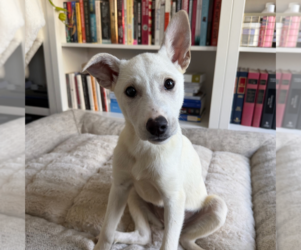 Medium Photo #9 Australian Shepherd-Unknown Mix Puppy For Sale in Washington, DC, USA