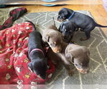 Small #1 Doberman Pinscher