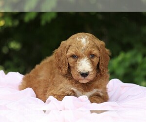 Poodle (Standard) Puppy for sale in FREDERICKSBG, OH, USA