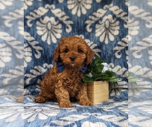 Cavapoo Puppy for sale in CHRISTIANA, PA, USA