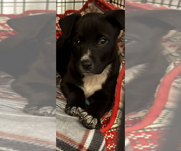 Medium Photo #1 American Pit Bull Terrier-American Staffordshire Terrier Mix Puppy For Sale in Chester, VA, USA