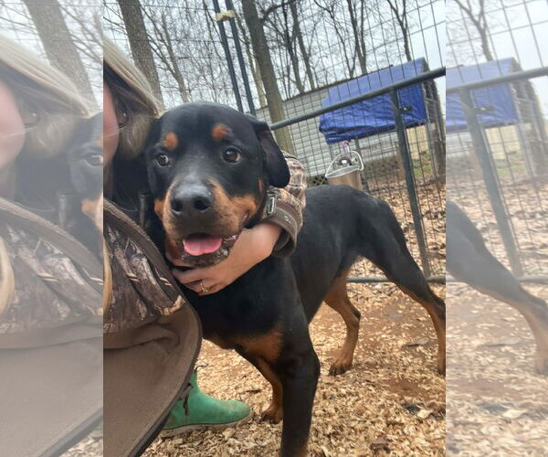 Medium Photo #2 Rottweiler Puppy For Sale in Hillsboro, NH, USA