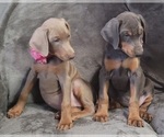 Small Photo #28 Doberman Pinscher Puppy For Sale in POMEROY, OH, USA