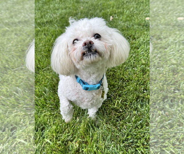 Medium Photo #2 Poodle (Miniature) Puppy For Sale in Sandy, UT, USA