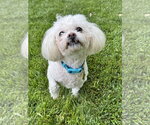 Small #1 Poodle (Miniature)