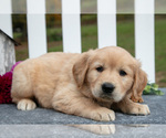 Small Photo #4 Golden Retriever Puppy For Sale in HOLMESVILLE, OH, USA