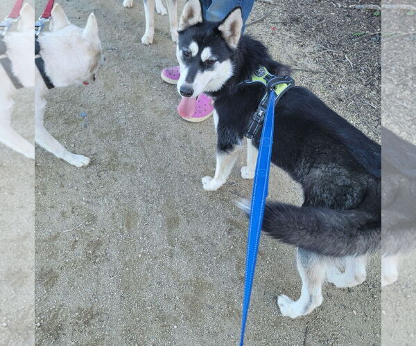 Medium Photo #9 Siberian Husky Puppy For Sale in Pacific grove , CA, USA
