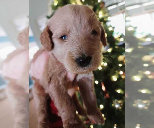 Medium Photo #5 Goldendoodle Puppy For Sale in BRIARCLIFF, TX, USA
